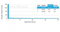 Mammaglobin A Antibody (MGB/4056) - Azide and BSA Free, Novus Biologicals